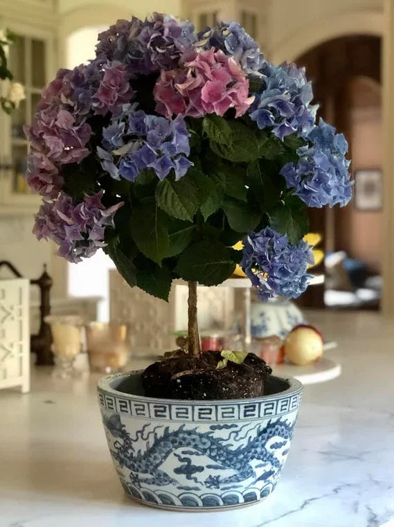 Jardinière Dragon Bowl en bleu et blanc