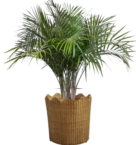 Jardinière de sol en osier naturel avec bord festonné