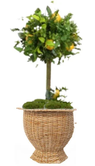 Jardinière hexagonale profonde en osier naturel