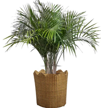 Jardinière de sol en osier naturel avec bord festonné